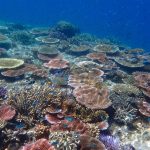 Pertumbuhan spesies karang