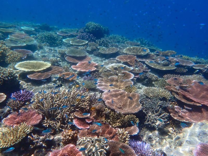 Pertumbuhan spesies karang