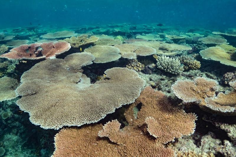 Pertumbuhan spesies karang 