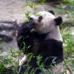 Panda raksasa Xiang Xiang