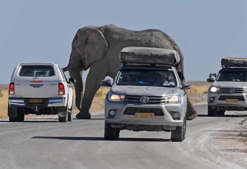 Perburuan gajah di Namibia