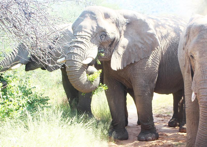 Perburuan gajah di Namibia