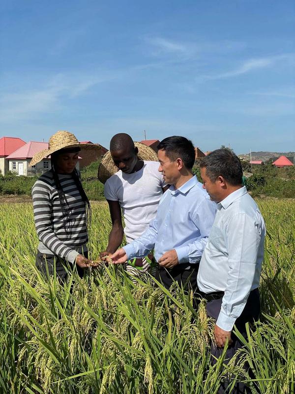 Teknologi pemuliaan padi China 