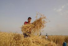 Panen gandum di Gaza