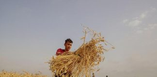Panen gandum di Gaza