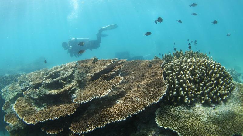 Ekosistem terumbu karang