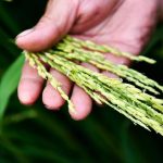 Gen penting pemuliaan padi