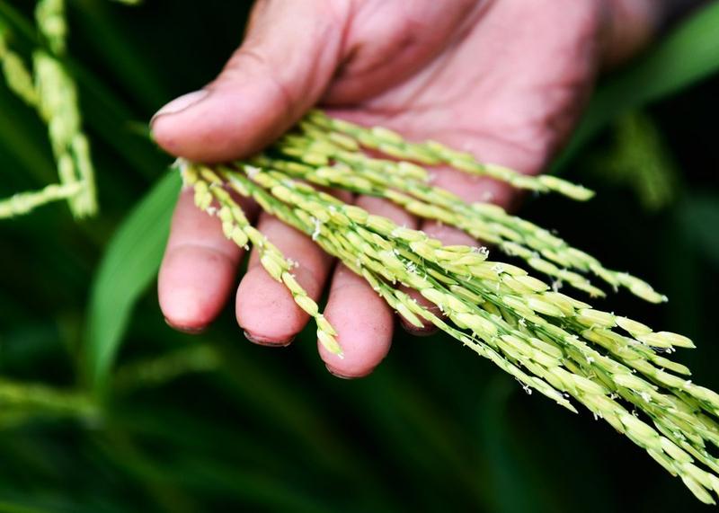 Gen penting pemuliaan padi