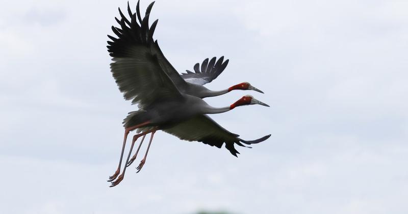 Jumlah burung bangau sarus 