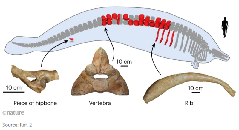 Spesies paus prasejarah