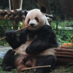 Panda raksasa Cheng Gong