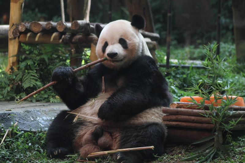 Panda raksasa Cheng Gong