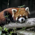 Konservasi panda raksasa China