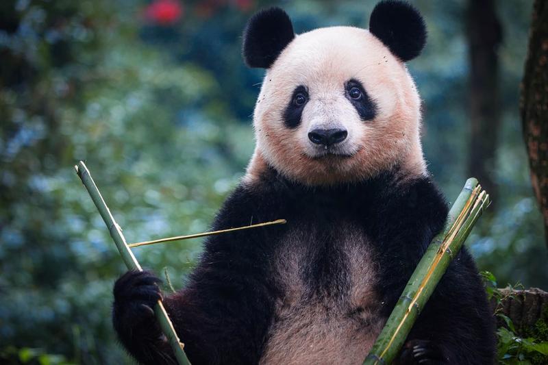 Panda raksasa betina