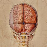 Atlas sel otak manusia
