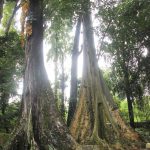 Pengembangan Kebun Raya Bogor