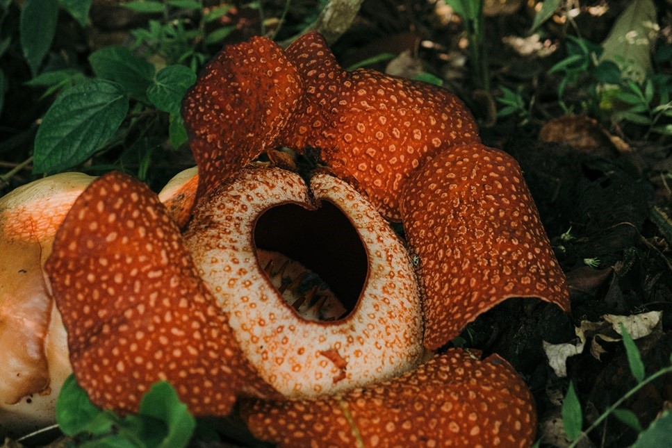 Rafflesia patma mekar
