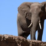 Perburuan gajah transnasional