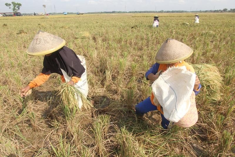 Produksi beras di Indonesia