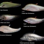 Spesies ikan belida Chitala