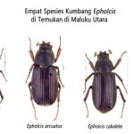 Spesies baru kumbang