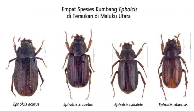 Spesies baru kumbang