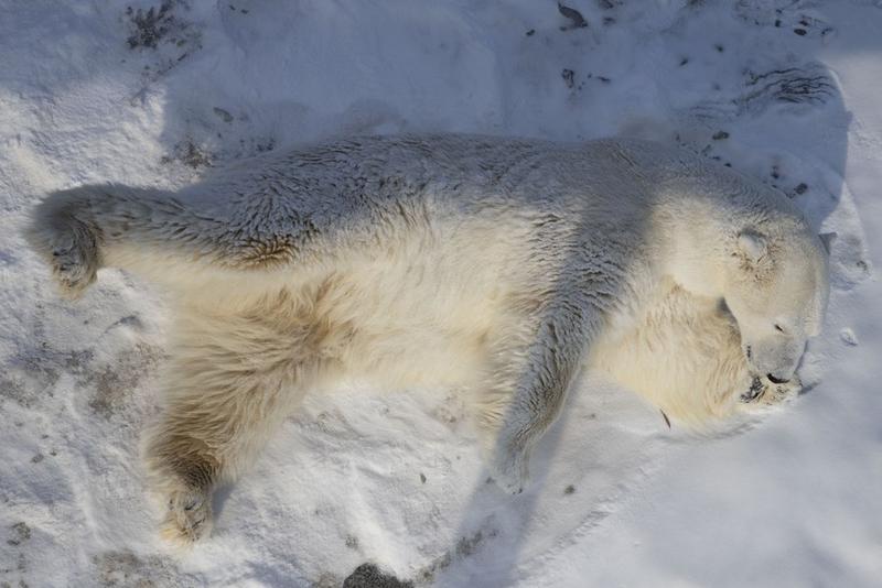 Struktur bulu beruang kutub