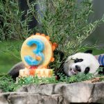 Panda raksasa kelahiran AS