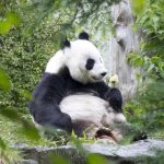 Panda raksasa Yang Guang