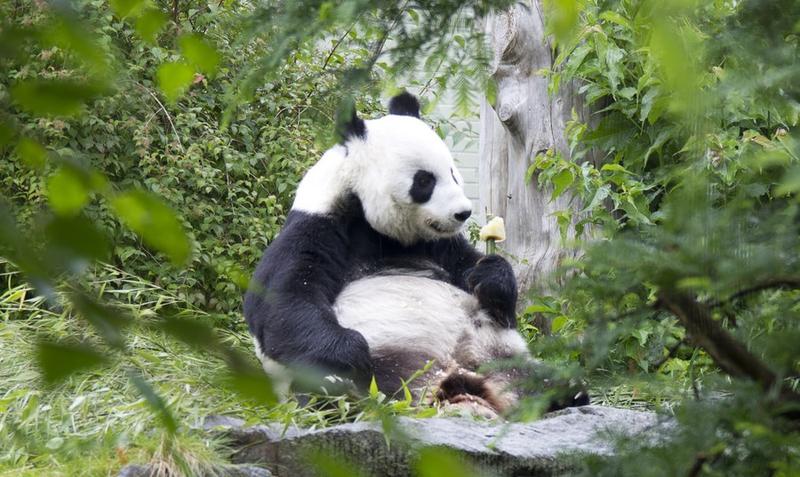 Panda raksasa Yang Guang