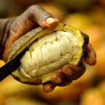 Produksi kakao Pantai Gading