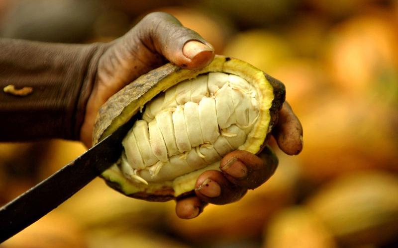 Produksi kakao Pantai Gading
