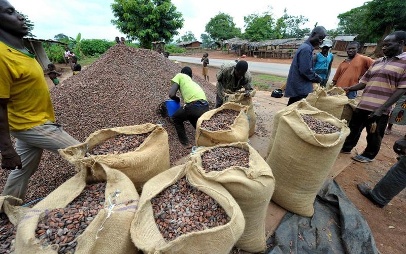 Produksi kakao Pantai Gading 