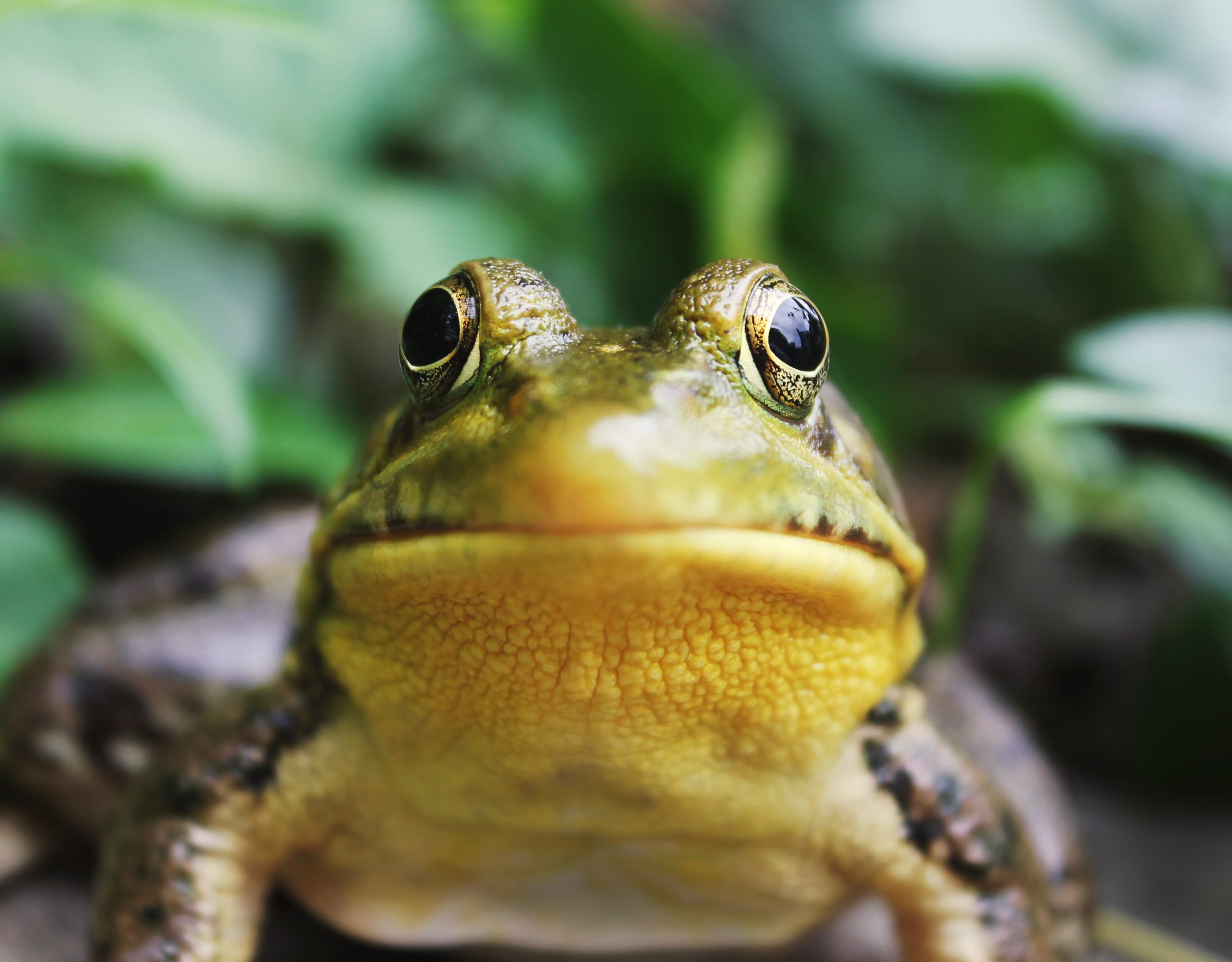 Kalimantan horned frog