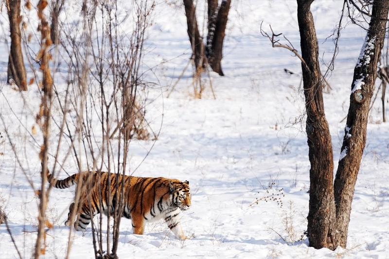 Seekor harimau Siberia liar