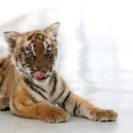 Kelahiran bayi harimau kembar