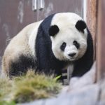 Kawasan lindung habitat panda