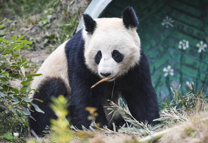 Kawasan lindung habitat panda