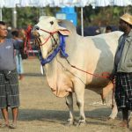 Kontes kecantikan sapi Myanmar