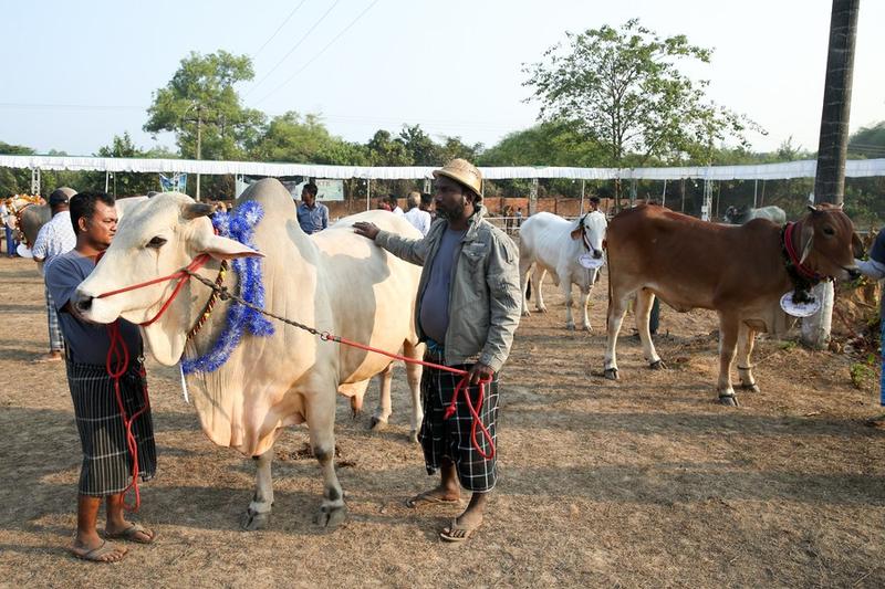 Kontes kecantikan sapi Myanmar