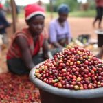 Ekspor kopi Kenya pada