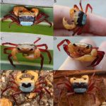 Three-colored crab Lepidothelphusa menneri