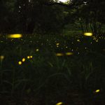 Perkembangan organ cahaya kunang-kunang