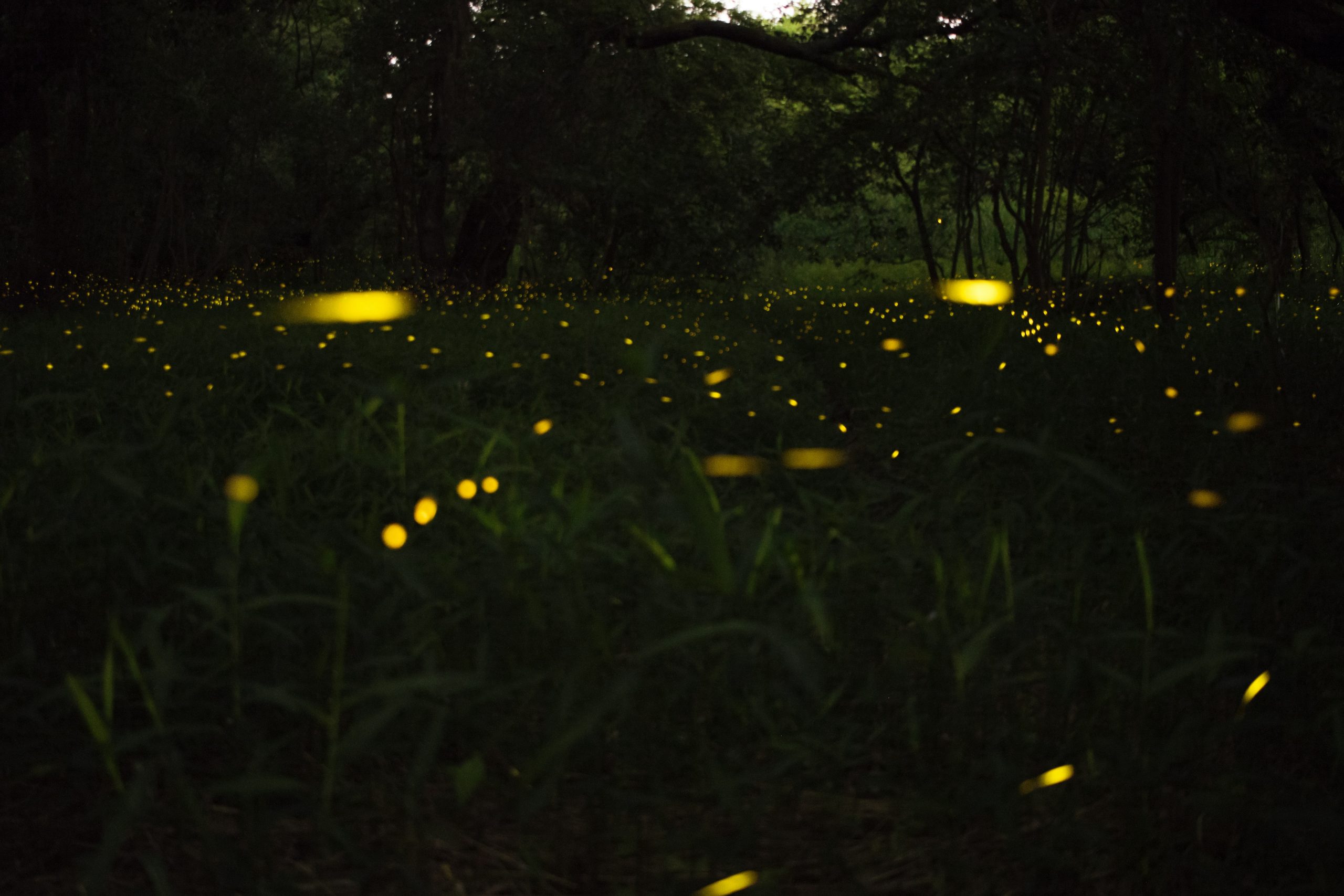 Perkembangan organ cahaya kunang-kunang