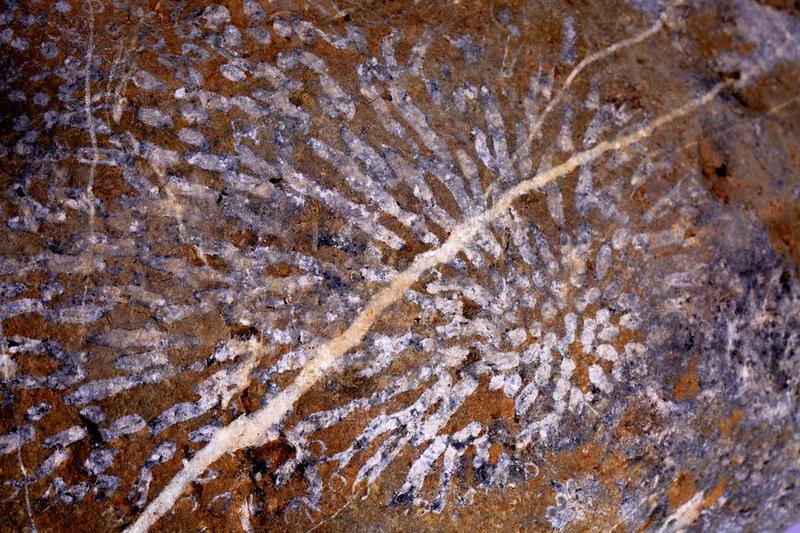 Fosil terumbu karang berumur