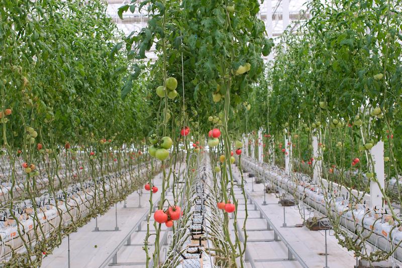 Tomat dapat mengubah struktur