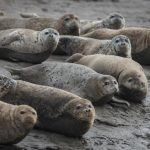 Populasi anjing laut tutul