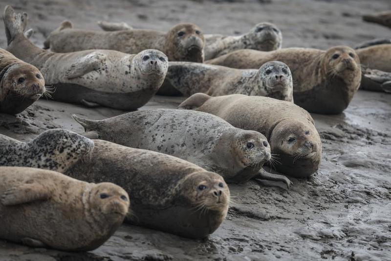 Populasi anjing laut tutul