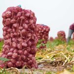 Nilai impor sayuran Indonesia