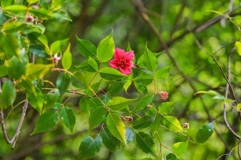 Rosa lucidissima